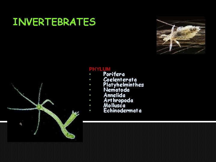 INVERTEBRATES PHYLUM • Porifera • Coelenterata • Platyhelminthes • Nematoda • Annelida • Arthropoda INVERTEBRATES PHYLUM • Porifera • Coelenterata • Platyhelminthes • Nematoda • Annelida • Arthropoda