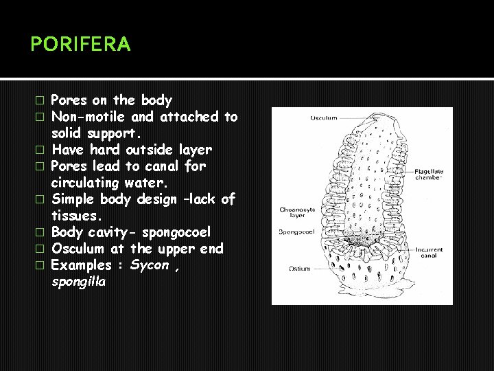 PORIFERA � � � � Pores on the body Non-motile and attached to solid