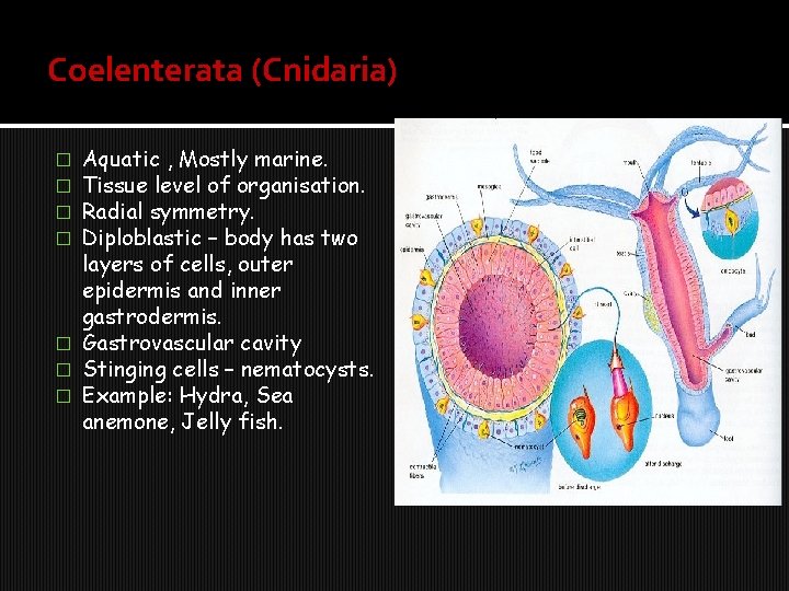 Coelenterata (Cnidaria) Aquatic , Mostly marine. Tissue level of organisation. Radial symmetry. Diploblastic –