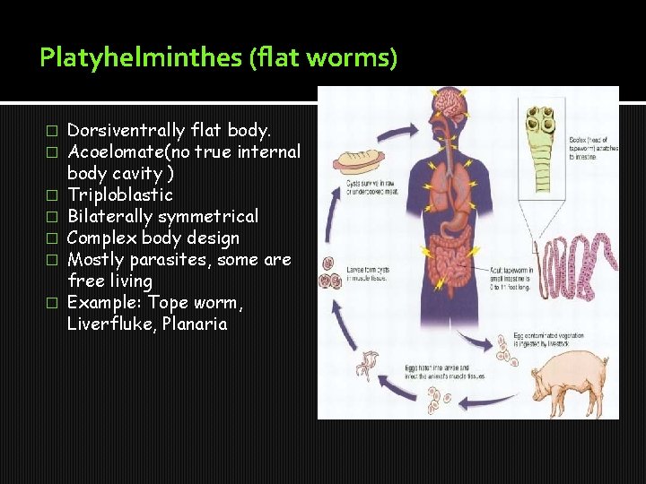 Platyhelminthes (flat worms) � � � � Dorsiventrally flat body. Acoelomate(no true internal body