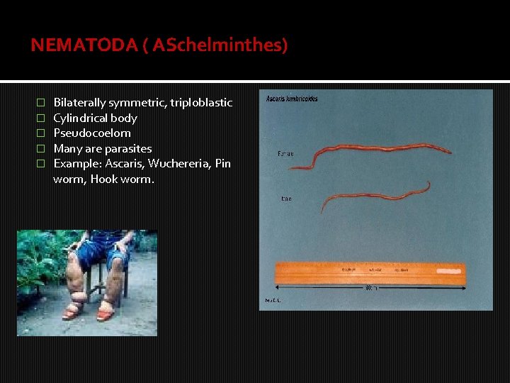 NEMATODA ( ASchelminthes) � � � Bilaterally symmetric, triploblastic Cylindrical body Pseudocoelom Many are