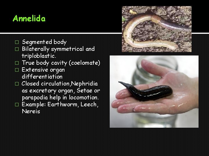 Annelida � � � Segmented body Bilaterally symmetrical and triploblastic. True body cavity (coelomate)