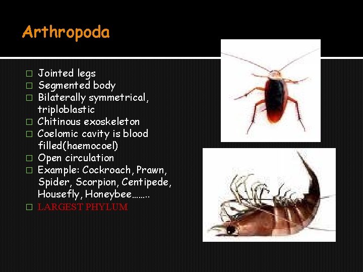 Arthropoda � � � � Jointed legs Segmented body Bilaterally symmetrical, triploblastic Chitinous exoskeleton