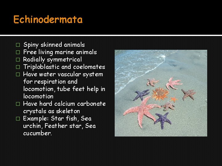 Echinodermata Spiny skinned animals Free living marine animals Radially symmetrical Triploblastic and coelomates Have