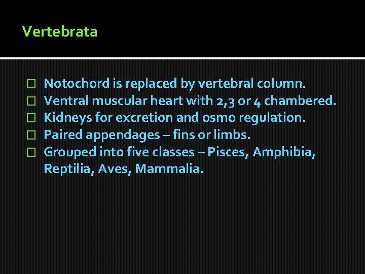 Vertebrata � � � Notochord is replaced by vertebral column. Ventral muscular heart with