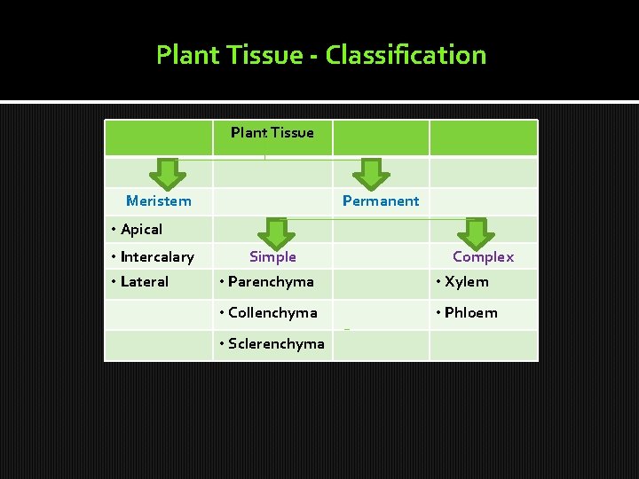 Plant Tissue - Classification Plant Tissue Meristem Permanent • Apical • Intercalary • Lateral