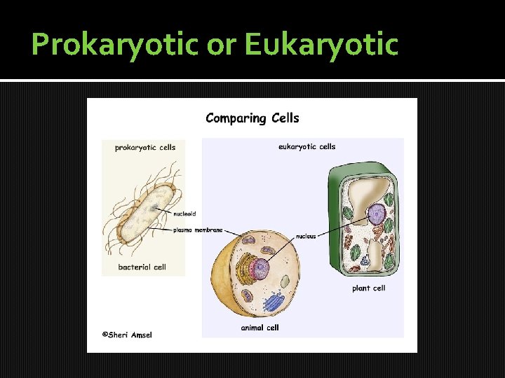 Prokaryotic or Eukaryotic Prokaryotic or Eukaryotic