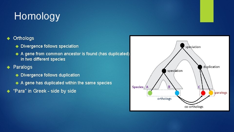 Homology Orthologs Divergence follows speciation A gene from common ancestor is found (has duplicated)