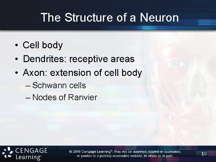 The Structure of a Neuron • Cell body • Dendrites: receptive areas • Axon: