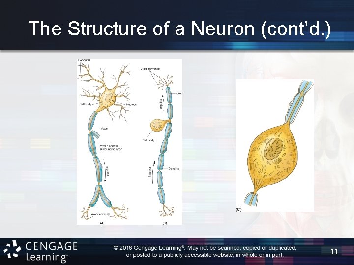 The Structure of a Neuron (cont’d. ) 11 