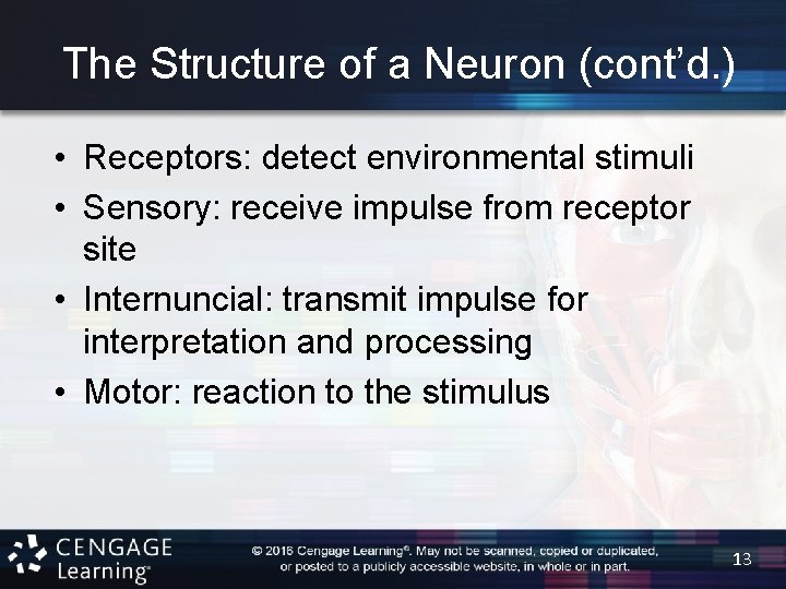 The Structure of a Neuron (cont’d. ) • Receptors: detect environmental stimuli • Sensory: