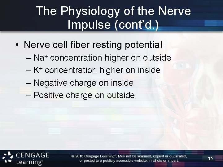 The Physiology of the Nerve Impulse (cont’d. ) • Nerve cell fiber resting potential