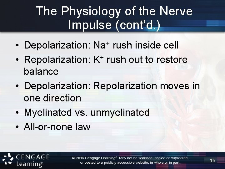 The Physiology of the Nerve Impulse (cont’d. ) • Depolarization: Na+ rush inside cell