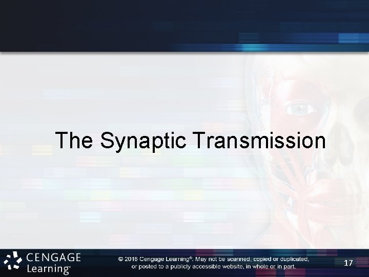 The Synaptic Transmission 17 