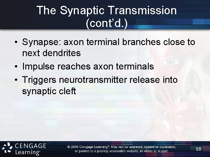 The Synaptic Transmission (cont’d. ) • Synapse: axon terminal branches close to next dendrites