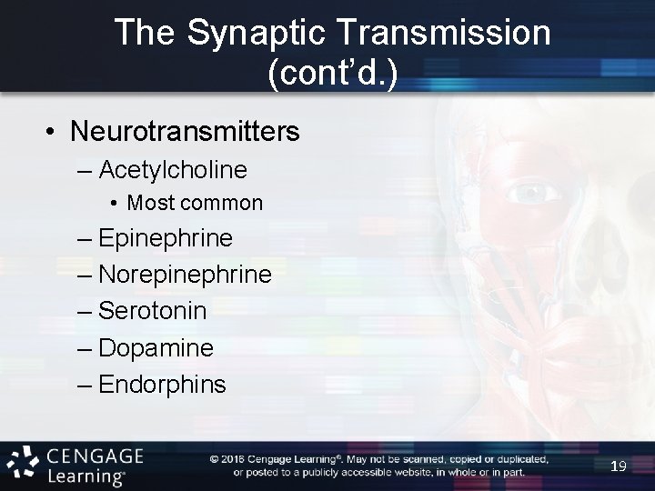 The Synaptic Transmission (cont’d. ) • Neurotransmitters – Acetylcholine • Most common – Epinephrine