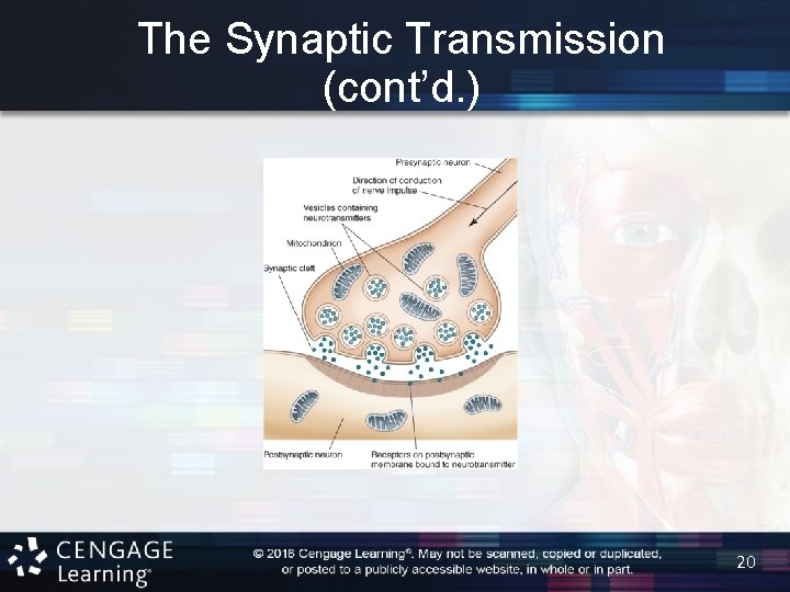 The Synaptic Transmission (cont’d. ) 20 