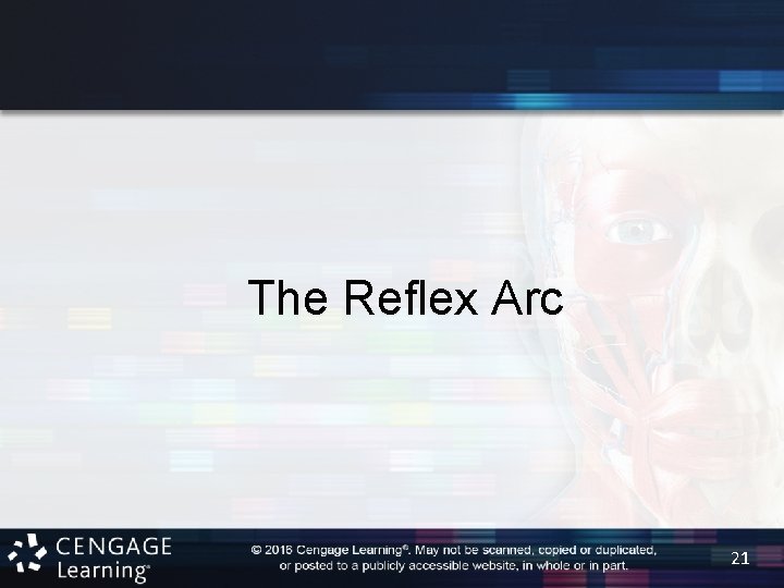 The Reflex Arc 21 