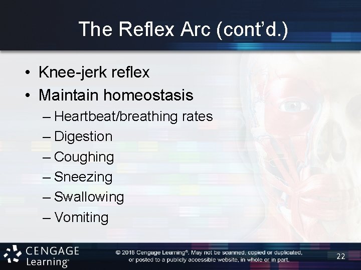 The Reflex Arc (cont’d. ) • Knee-jerk reflex • Maintain homeostasis – Heartbeat/breathing rates