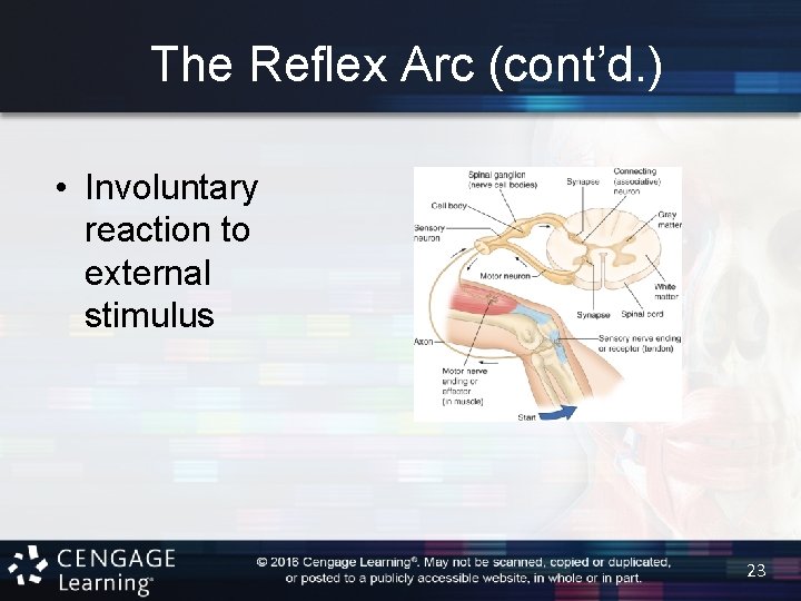 The Reflex Arc (cont’d. ) • Involuntary reaction to external stimulus 23 