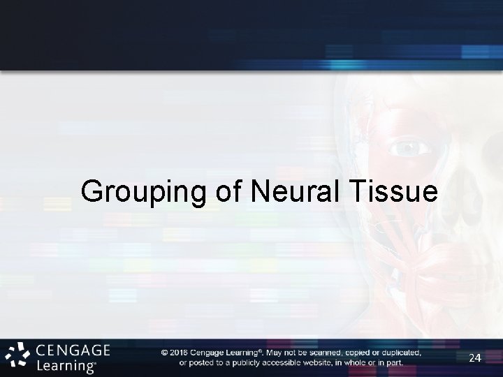 Grouping of Neural Tissue 24 