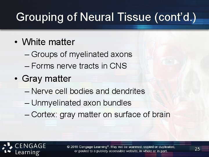 Grouping of Neural Tissue (cont’d. ) • White matter – Groups of myelinated axons