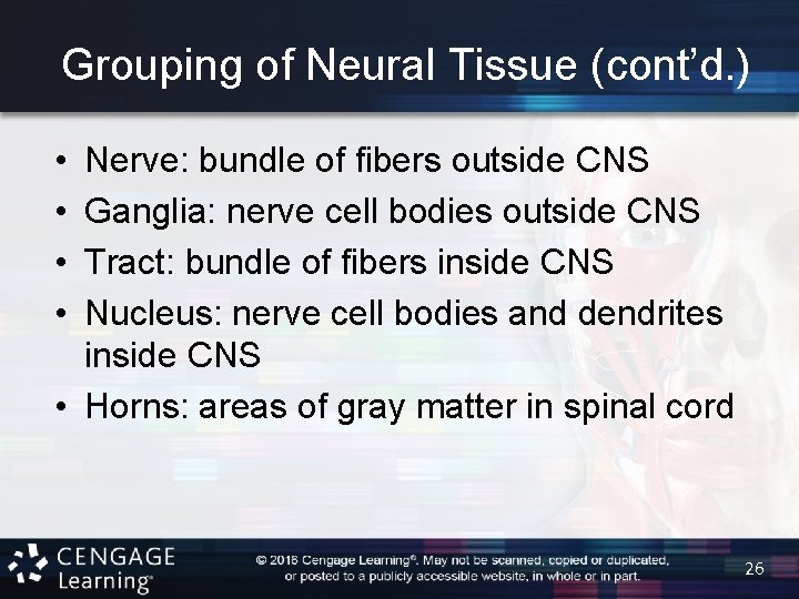 Grouping of Neural Tissue (cont’d. ) • • Nerve: bundle of fibers outside CNS