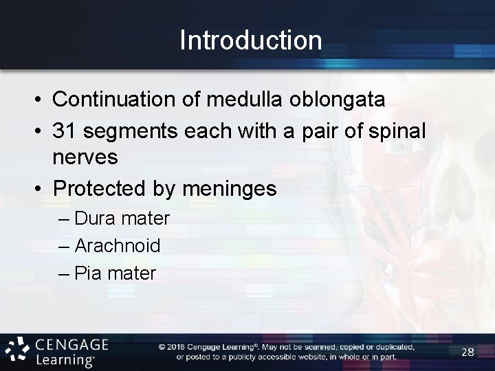 Introduction • Continuation of medulla oblongata • 31 segments each with a pair of