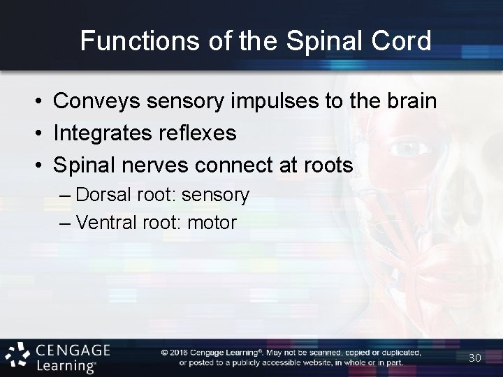 Functions of the Spinal Cord • Conveys sensory impulses to the brain • Integrates