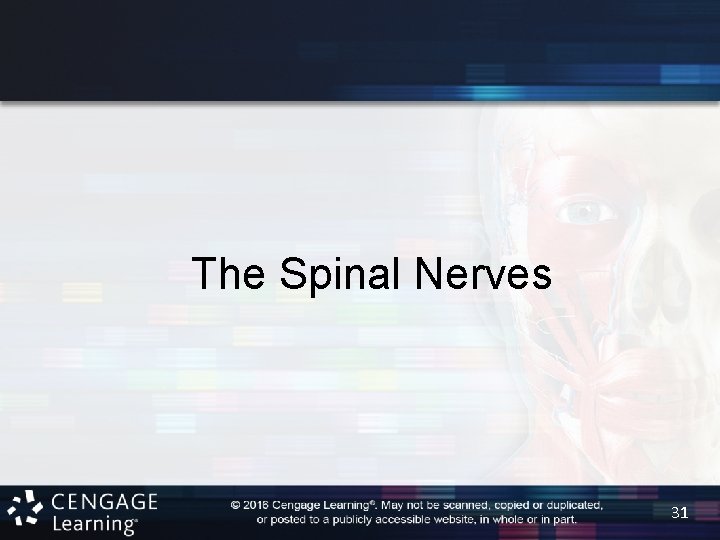 The Spinal Nerves 31 