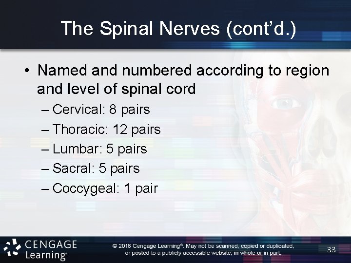 The Spinal Nerves (cont’d. ) • Named and numbered according to region and level