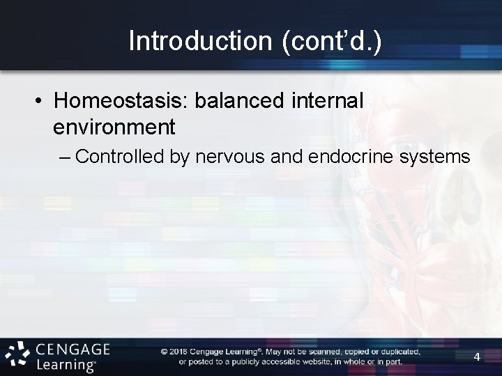 Introduction (cont’d. ) • Homeostasis: balanced internal environment – Controlled by nervous and endocrine