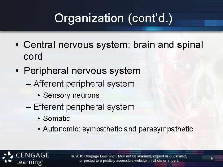 Organization (cont’d. ) • Central nervous system: brain and spinal cord • Peripheral nervous