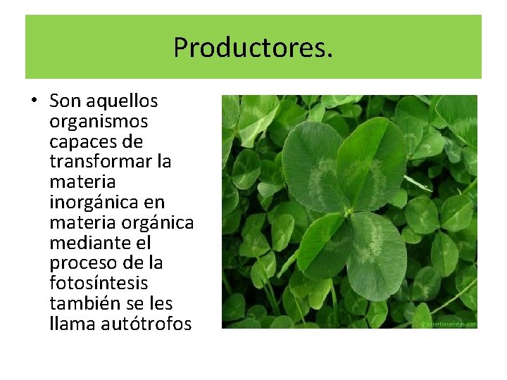 Productores. • Son aquellos organismos capaces de transformar la materia inorgánica en materia orgánica