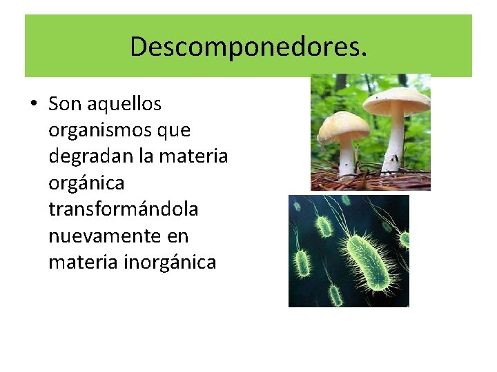 Descomponedores. • Son aquellos organismos que degradan la materia orgánica transformándola nuevamente en materia