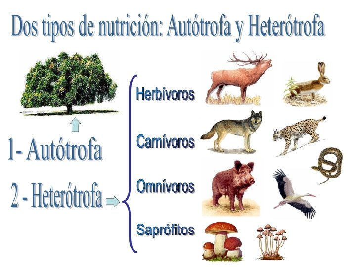 Autótrofos /heterótrofos 