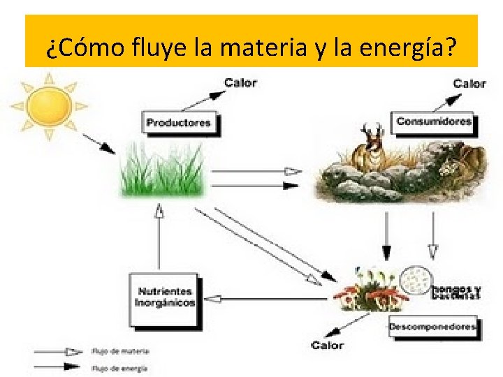 ¿Cómo fluye la materia y la energía? 