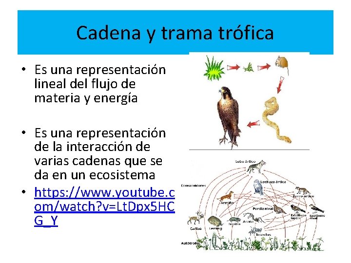 Cadena y trama trófica • Es una representación lineal del flujo de materia y