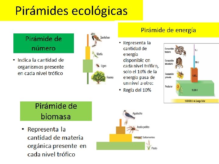 Pirámides ecológicas 