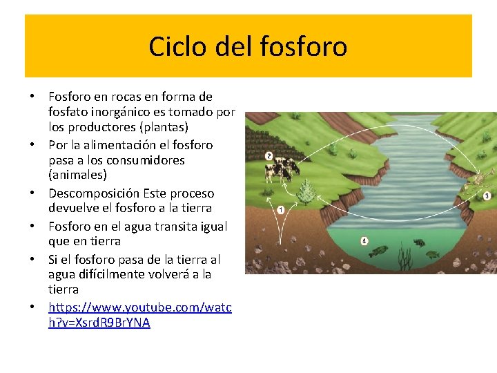 Ciclo del fosforo • Fosforo en rocas en forma de fosfato inorgánico es tomado
