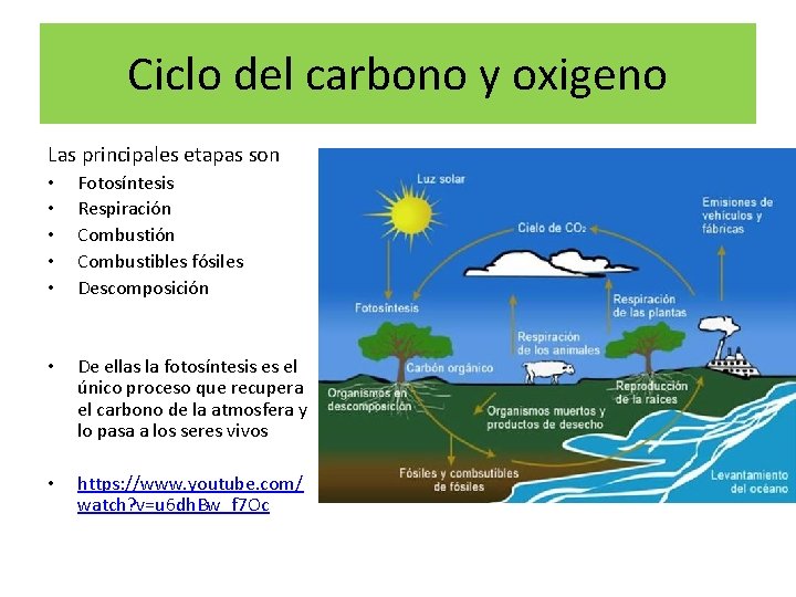 Ciclo del carbono y oxigeno Las principales etapas son • • • Fotosíntesis Respiración