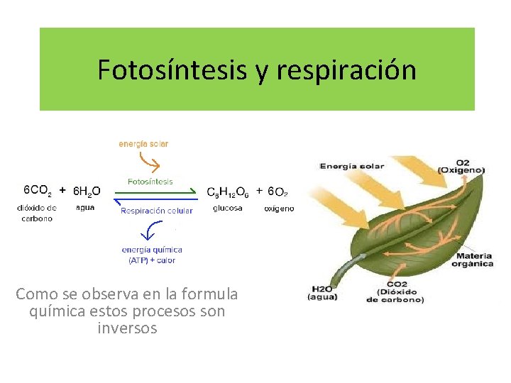 Fotosíntesis y respiración Como se observa en la formula química estos procesos son inversos
