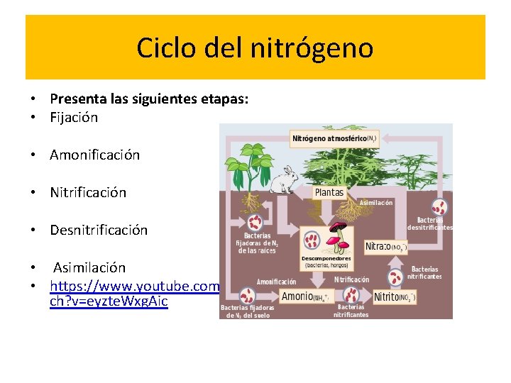 Ciclo del nitrógeno • Presenta las siguientes etapas: • Fijación • Amonificación • Nitrificación