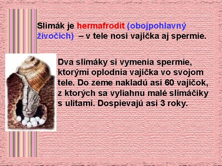 Slimák je hermafrodit (obojpohlavný živočích) – v tele nosí vajíčka aj spermie. Dva slimáky