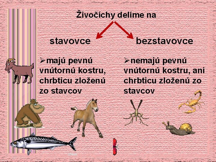 Živočíchy delíme na stavovce Ømajú pevnú vnútornú kostru, chrbticu zloženú zo stavcov bezstavovce Ønemajú
