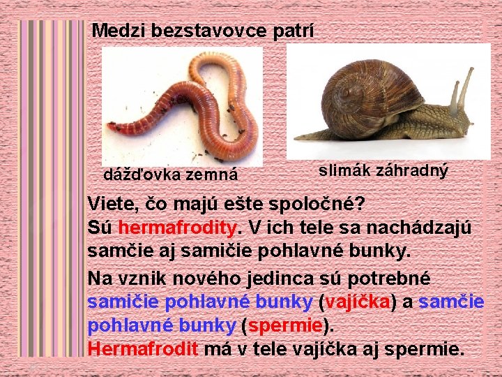 Medzi bezstavovce patrí dážďovka zemná slimák záhradný Viete, čo majú ešte spoločné? Sú hermafrodity.