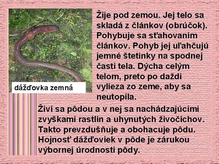 Žije pod zemou. Jej telo sa skladá z článkov (obrúčok). Pohybuje sa sťahovaním článkov.