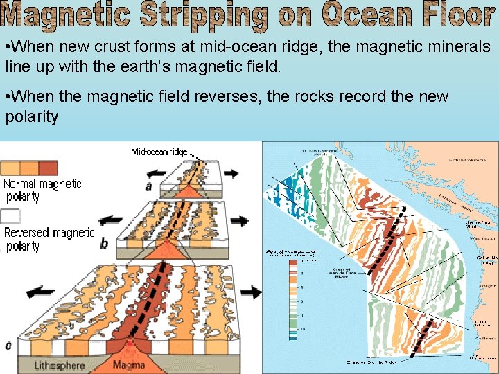  • When new crust forms at mid-ocean ridge, the magnetic minerals line up