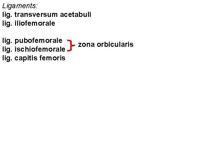 Ligaments: lig. transversum acetabuli lig. iliofemorale lig. pubofemorale lig. ischiofemorale lig. capitis femoris zona