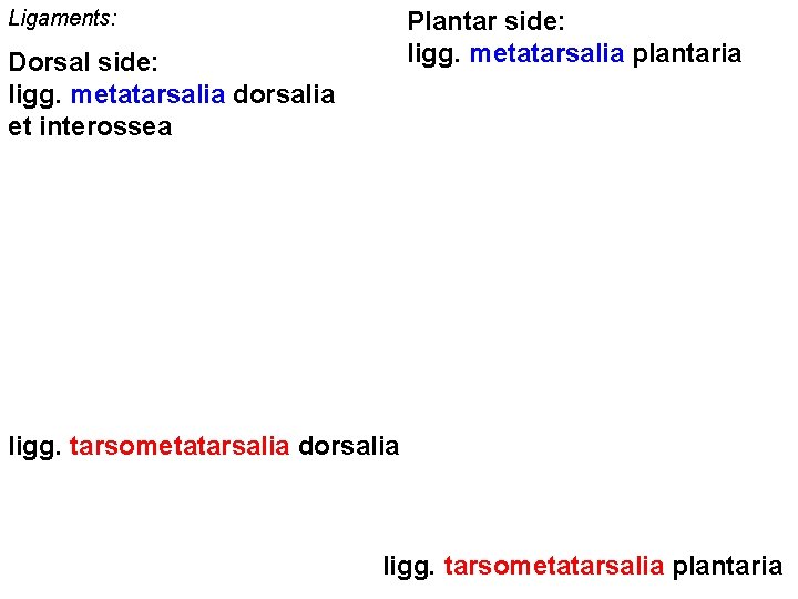 Ligaments: Plantar side: ligg. metatarsalia plantaria Dorsal side: ligg. metatarsalia dorsalia et interossea ligg.